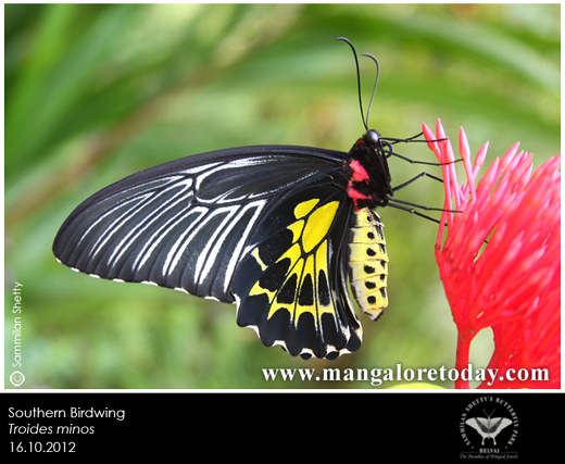 butterfly park belvai, Mangalore